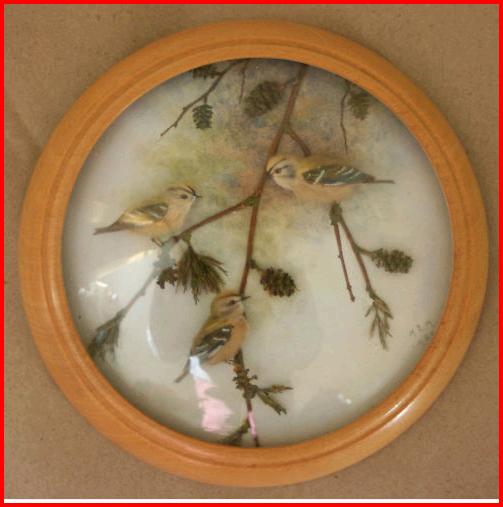 Firecrest (5-inch)